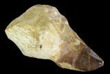 Fossil Rooted Mosasaur (Prognathodon) Tooth - Morocco #116905-1
